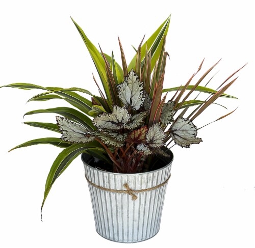 Foliage Garden Plant Perspective: front