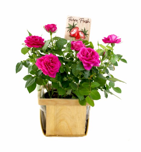 Blooming Berry Cobbler Flowers in Basket Perspective: front