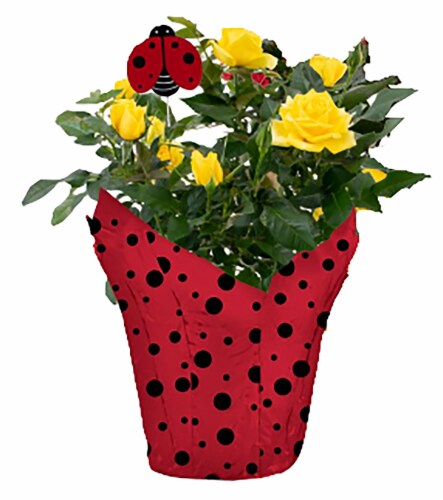 Blooming Ladybug and Bumblebee Potted Mini Roses Perspective: front