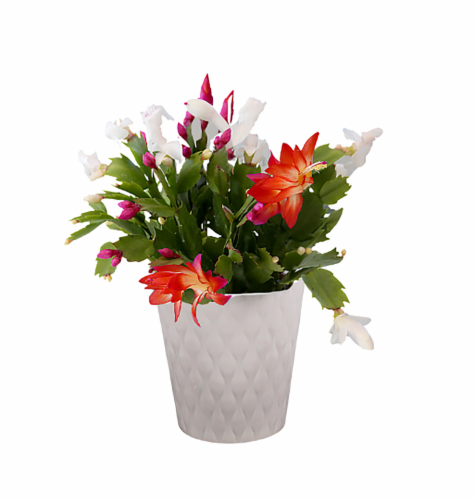 Zygocactus 4 Holiday Ceramic Flowering Plant Perspective: front