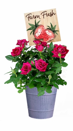 Berry Cobbler Roses in Pot Perspective: front