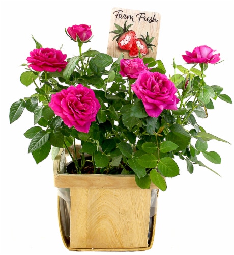 Berry Patch Roses in Wooden Box Perspective: front