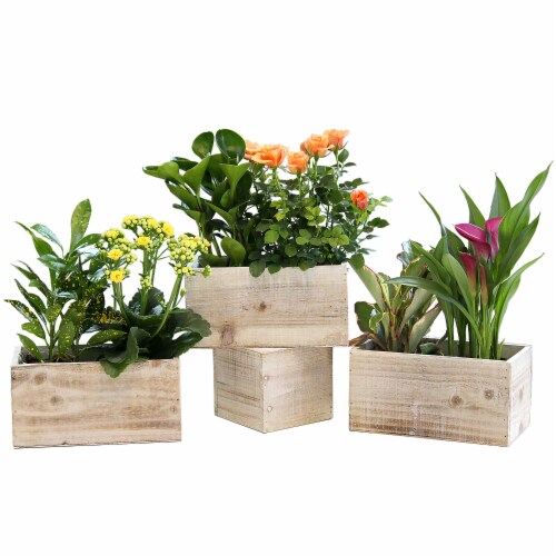 Blooms & Foliage Dish Garden - Assorted Perspective: front