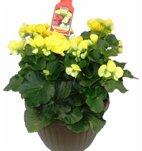Fresh Begonia Blitz Yellow in 8" pot Perspective: front