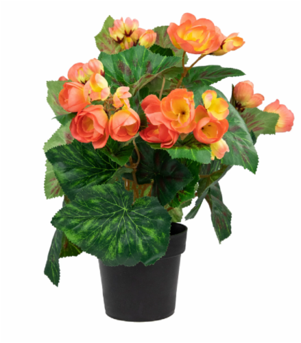 Fresh Begonia Orange in 8" pot Perspective: front