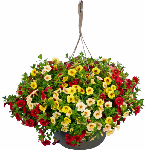 Confetti™ Kismet Hanging Flower Basket Perspective: front