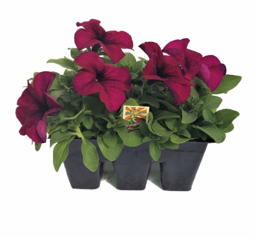 Fresh Petunia Solid Flat Perspective: front