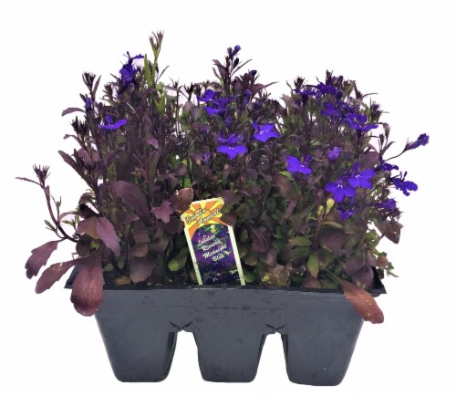Fresh Lobelia Solid Flat Perspective: front