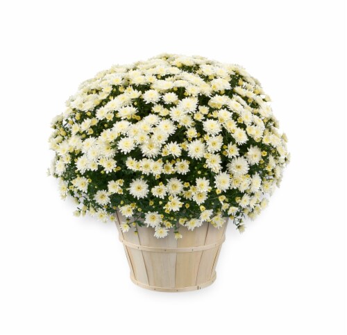 White Garden Mum with Basket Perspective: front