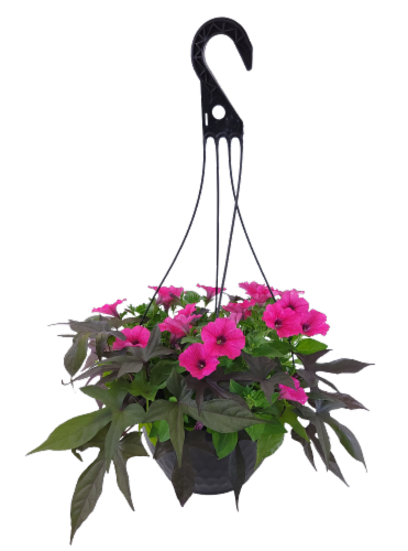 Fresh Live Petunias Flowers in 12 inch Hanging Basket Perspective: front