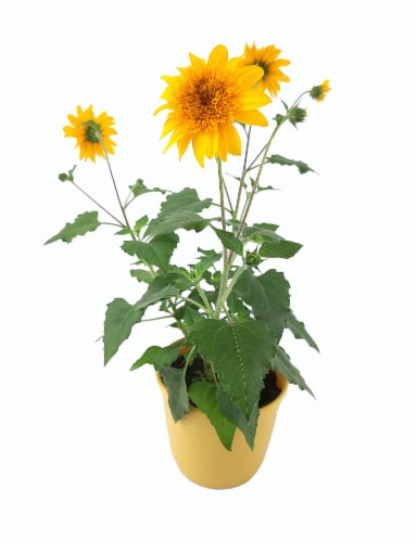 Fresh Live Sunfinity® Sunflower Plant in Pot Perspective: front