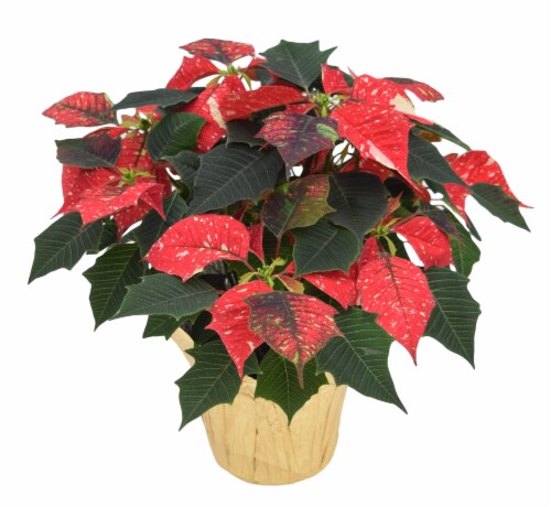 Potted Novelty Poinsettia Plant Perspective: front
