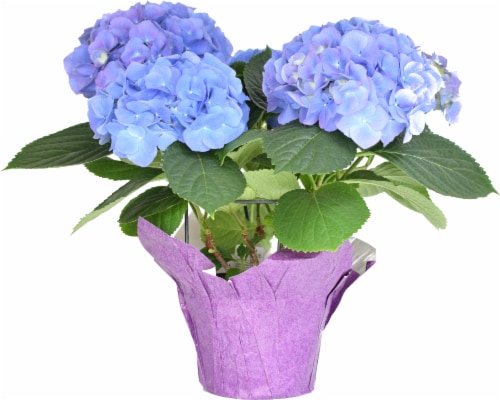 Potted Hydrangea - Blue / Purple Perspective: front