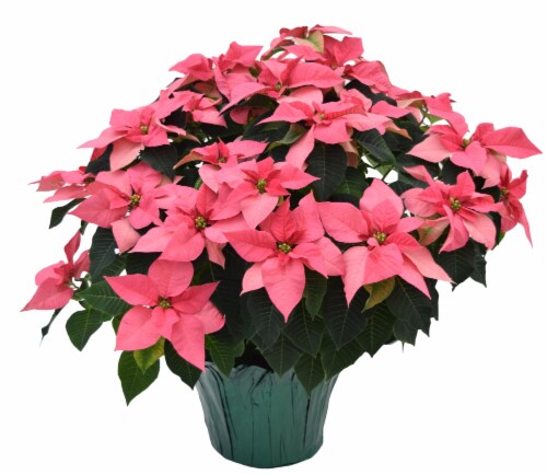 Poinsettia Potted Plant Perspective: front