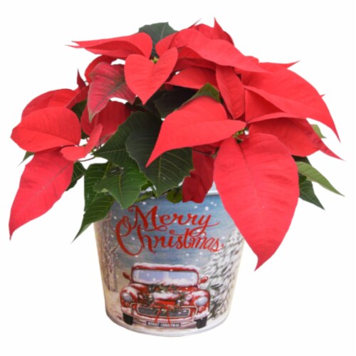 Poinsettia Vintage Merry Christmas Truck Planter Perspective: front