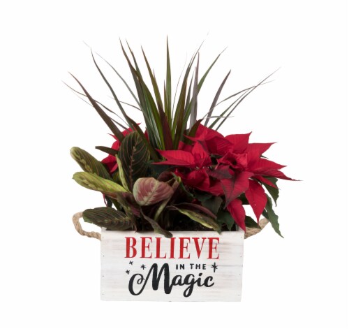 Foliage in Believe in Magic Planter Perspective: front