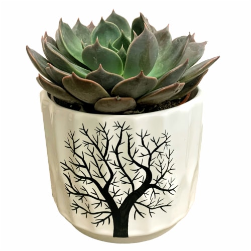 Burnaby Lake Ceramic Tree Pot with Echeveria Perspective: front