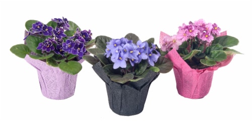 African Violet Flowering Plant Perspective: front