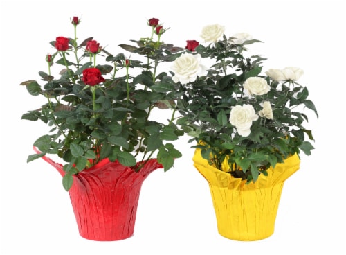 Classic Rose Bush Premium Plant Perspective: front