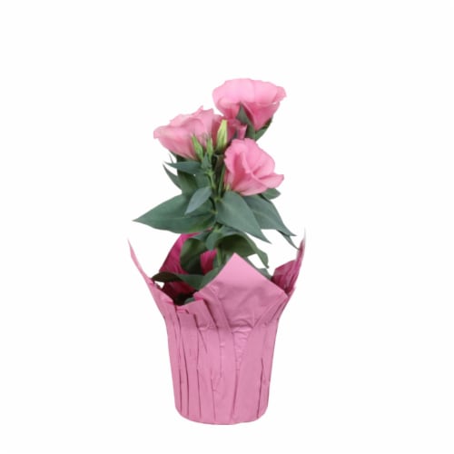 4 Inch Lisianthus In Pot Perspective: front