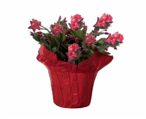 Fresh Holiday Zygo Christmas Cactus in 6 inch Container Perspective: front