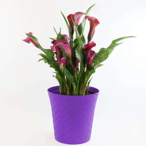 Calla in Chevron Deco Perspective: front