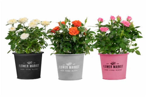 Mini Roses in Flower Market Tin - Assorted Perspective: front