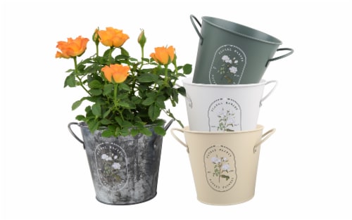 Miniature Roses In Floral Market Handle Tin Perspective: front
