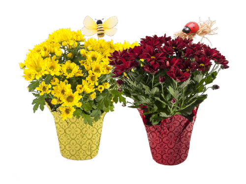 Summer Mums Deco Pot Cover with Bug & Bee Picks - Yellow/Red Perspective: front