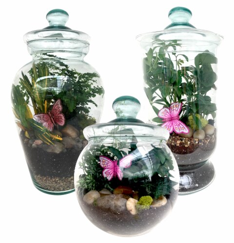 Butterfly Sanctuary Terrarium Garden - Assorted Perspective: front