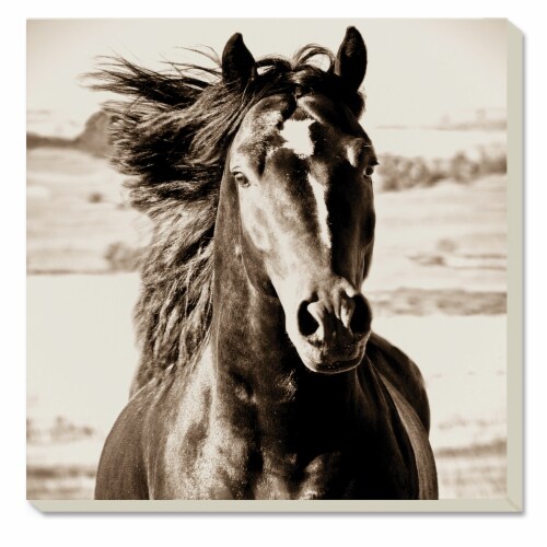 Conimar Black Beauty Coasters Perspective: front