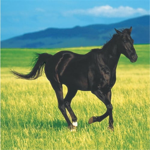 Creative Converting Wild Horses Beverage Napkins Perspective: front