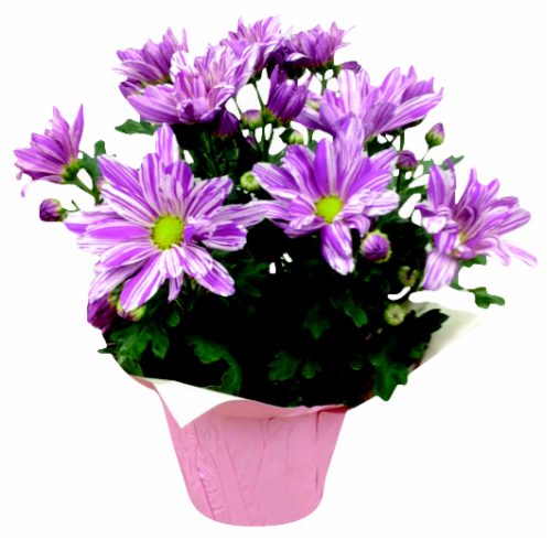 Special Blooming Plant Assorted Perspective: front