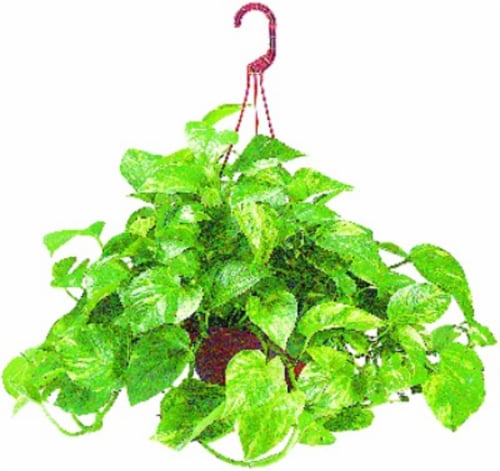 Assorted Foliage Hanging Basket Perspective: front