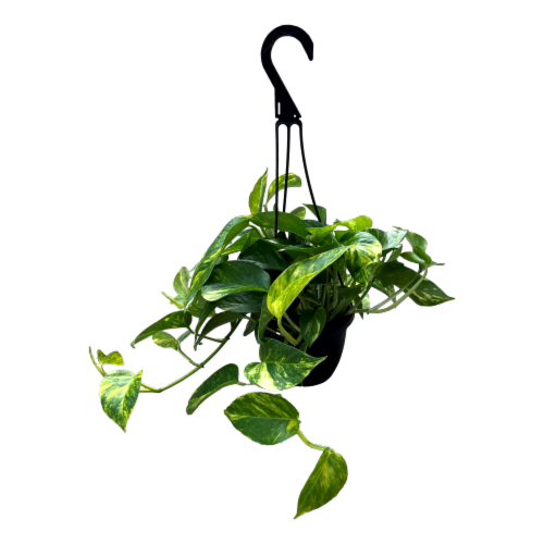 Golden Potho Hanging Basket Perspective: front