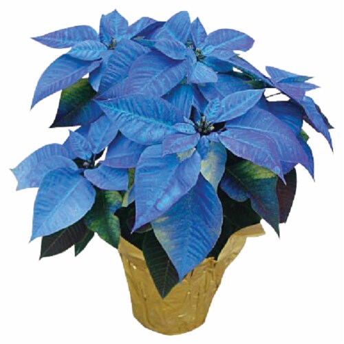 Blue Poinsettia Perspective: front