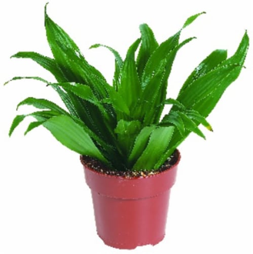 Assorted Small Houseplant Perspective: front