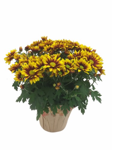 Assorted Chrysanthemum Perspective: front