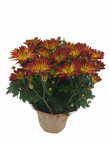Point Pelee Chrysanthemum Perspective: front