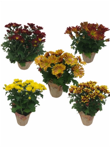 Assorted Chrysanthemum Perspective: front