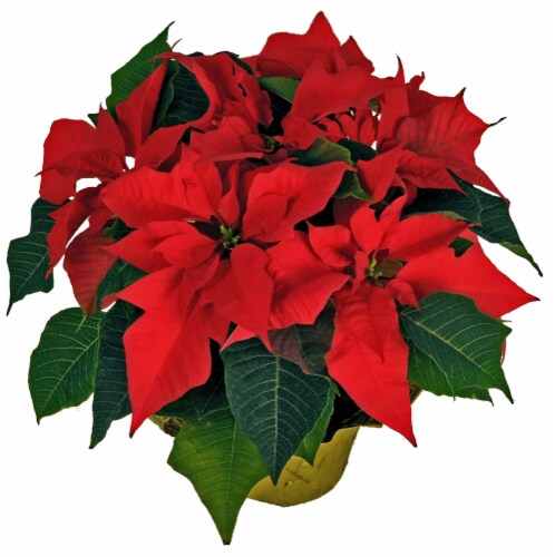 Red Poinsettia Perspective: front