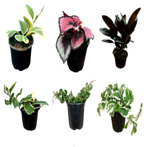 5 " Foliage Asst in Plastic Pot Assortment Perspective: front