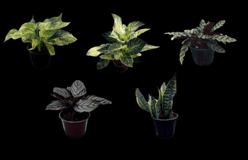 6" Premium Foliage In Plastic Pot Perspective: front