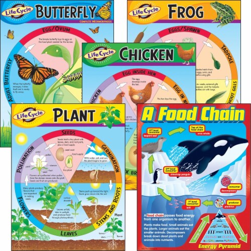 17" x 22" Trend Enterprises Inc Life Cycle of a Chicken Learning Chart T-38153 