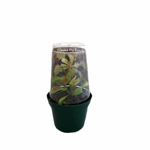 Potted Venus Fly Trap Perspective: front