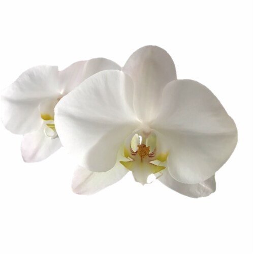 Fresh Live Potted Orchid in Container Perspective: front
