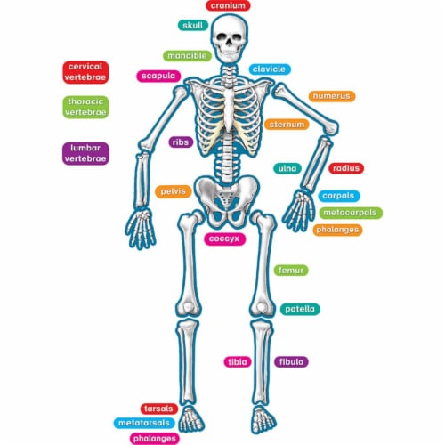 Teacher Created Resources Human Skeleton Accents - Theme/Subject: Learning - Skill Learning: Anatomy - 40 Pieces - 5-17 Year - 1 / Set Teacher Created Resources Human Skeleton Accents - Theme/Subject: Learning - Skill Learning: Anatomy - 40 Pieces - 5-17 Year - 1 / Set