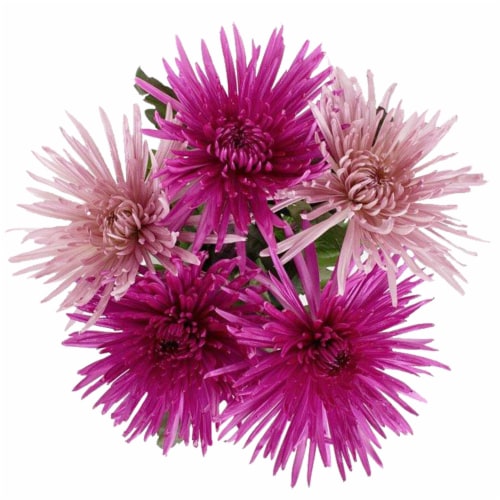 Mother's Day Metallic Disbuds Fresh Flower Bouquet, 5stem Kroger