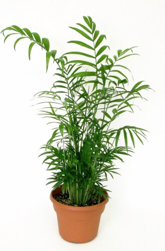 Potted Palm Plant Perspective: front