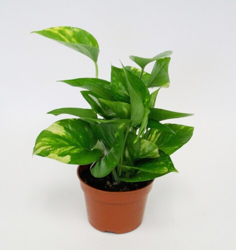 Potted Pothos Plant Perspective: front